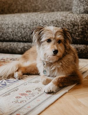 dr-theresa-prantl-hund